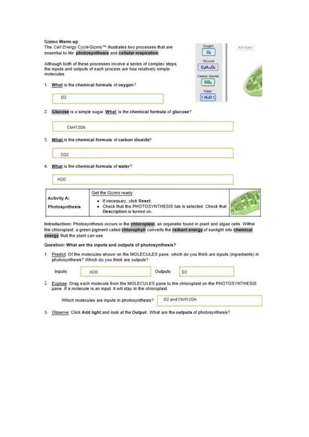 Cami Salazar Correa Cell Energy Cycle Gizmo - Page 2 preview image