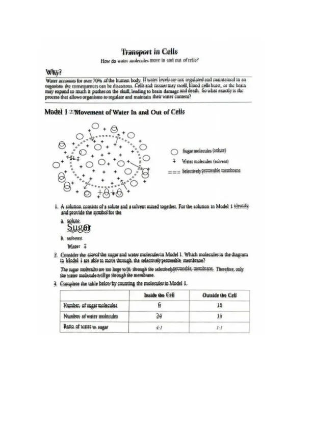 11 Transport in Cells-S (KEY) - Page 1 preview image