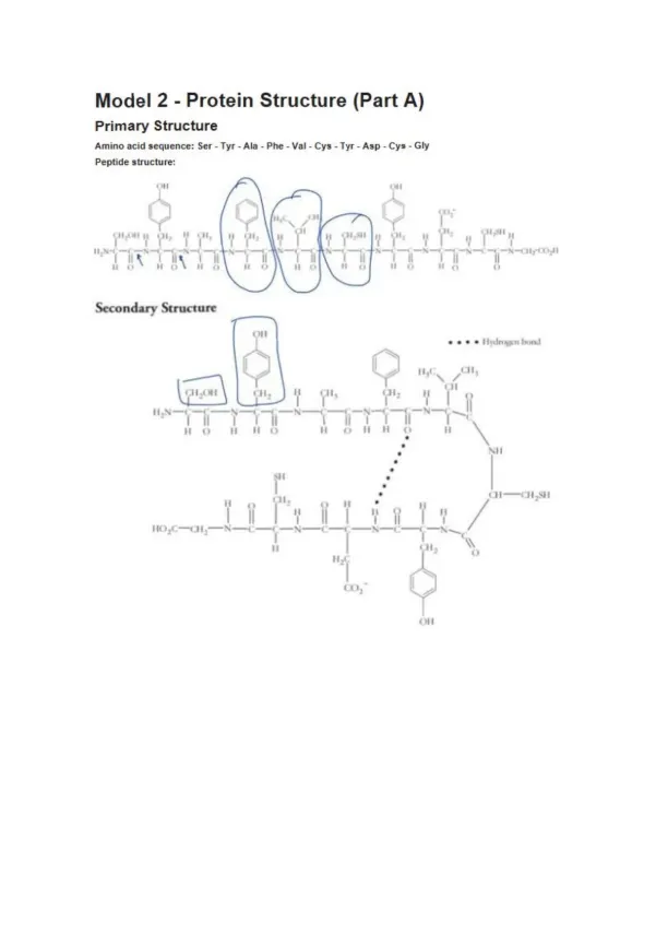 Protein Structure - Page 3 preview image