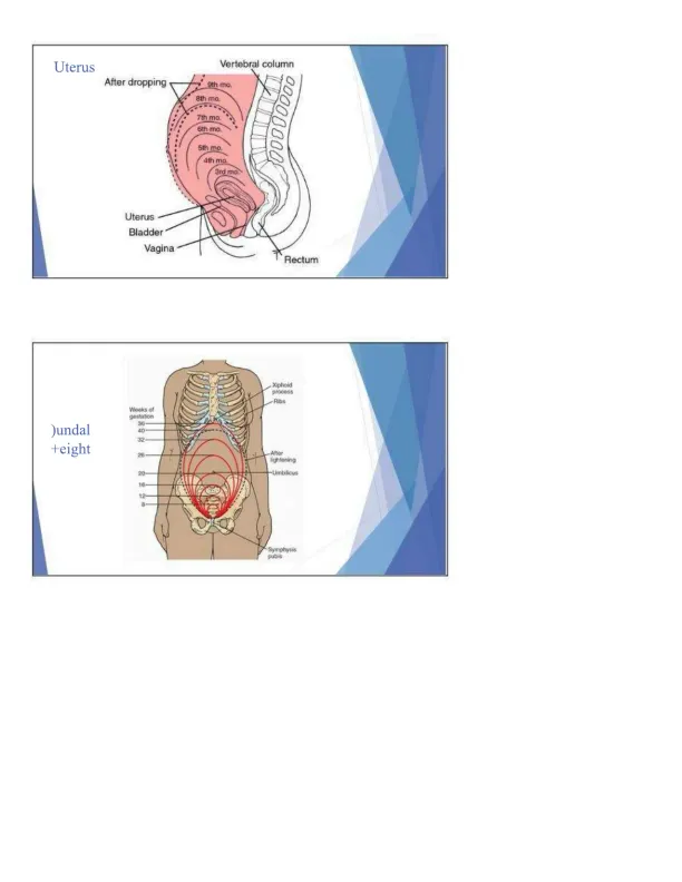 Maternal Health Theory and Applications - Page 3 preview image