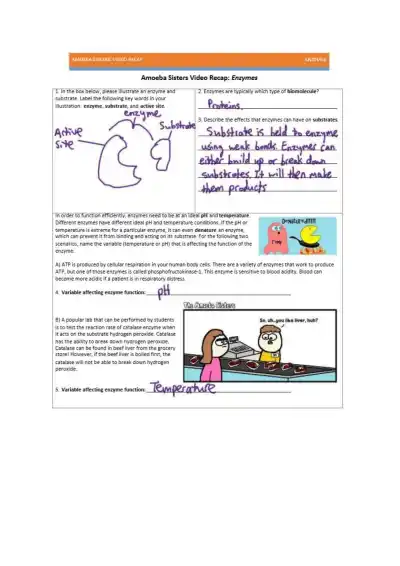 Amoeba Sisters Video Recap Enzymes - Page 1 preview image