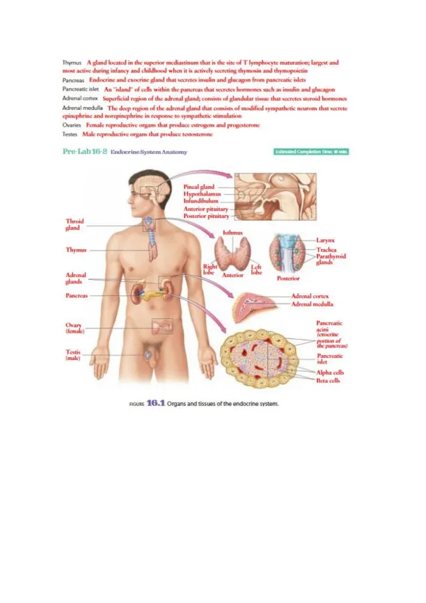 Endocrine System - Page 2 preview image