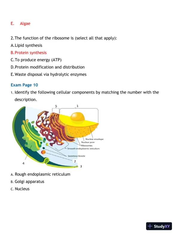 2024-2025 BIOD171 Portage Learning Biology Final Exam With Answers (170 Solved Questions) - Page 14 preview image