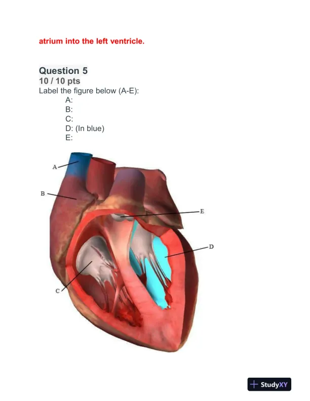 BIOD152 Cardiovascular Module Exam With Answers (32 Solved Questions) - Page 4 preview image