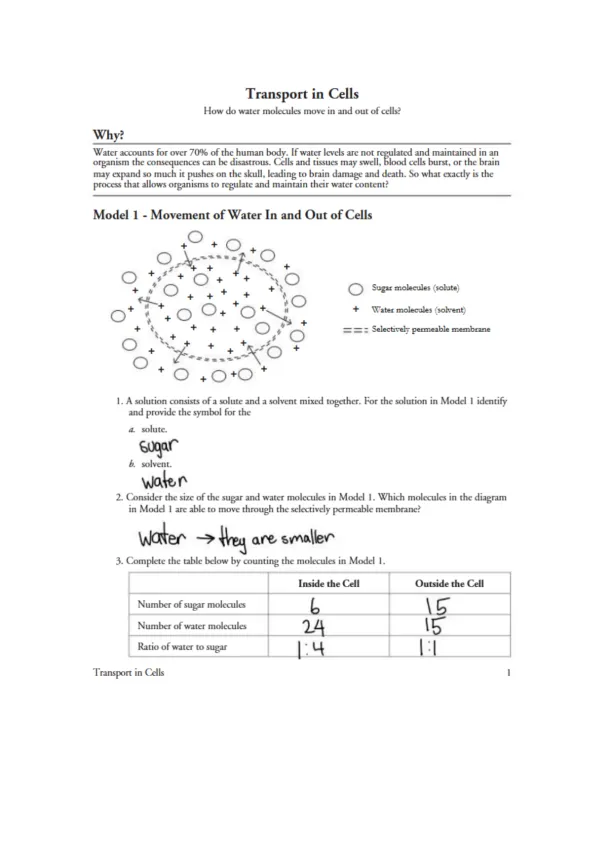 11 Transport in Cells S - Page 1 preview image